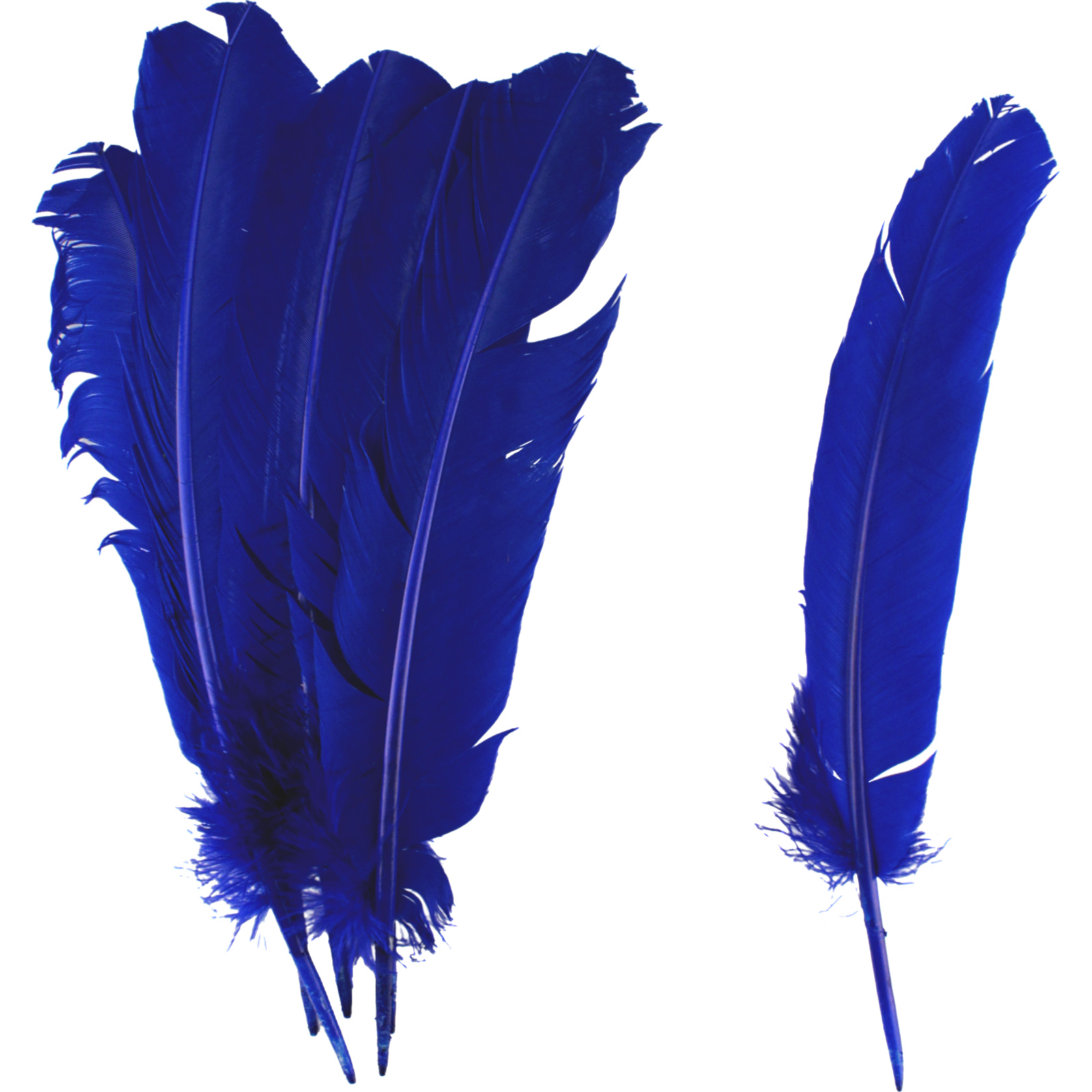 Royal Blue Feathers 28cm (Pack of 6)