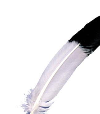 Eagle Tip Feather Adult Costume Accessory