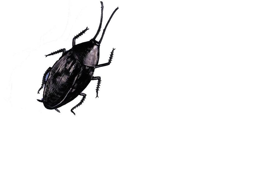 Cockroach Giant Halloween Prop - Costumes.com.au