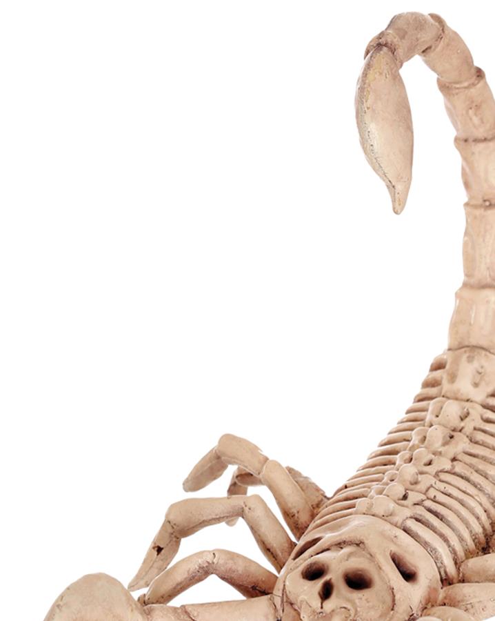 Skeleton Scorpion Halloween Prop