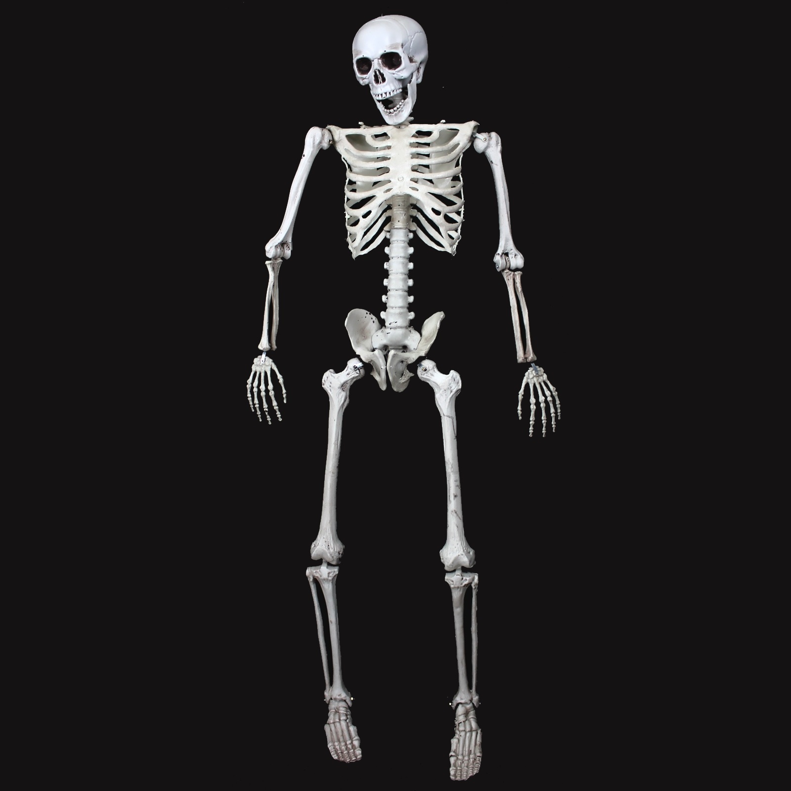 Halloween Life-Size Plastic Skeleton (1.6m)